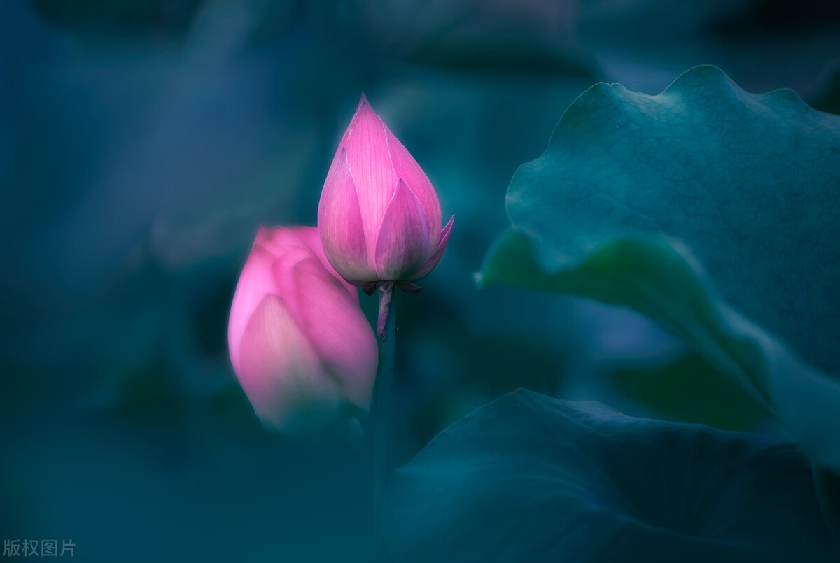 父母逼着自己信佛怎么办,信佛父母强烈反对