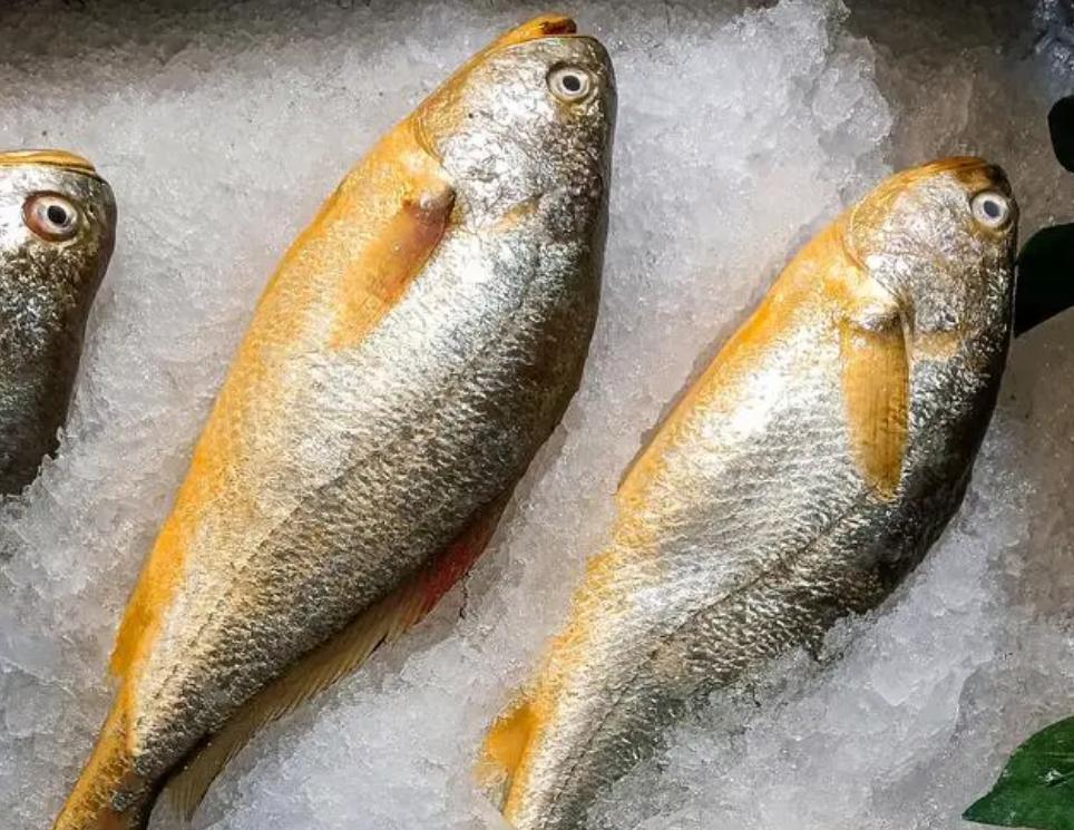 电子老板转行养鱼，建造防弹深海网箱，年销售额超5000万元