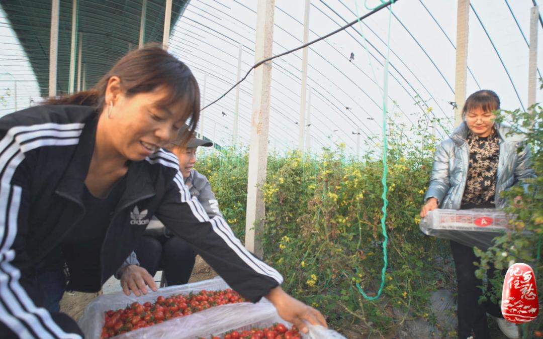 向阳而生编导,向阳而生主持稿