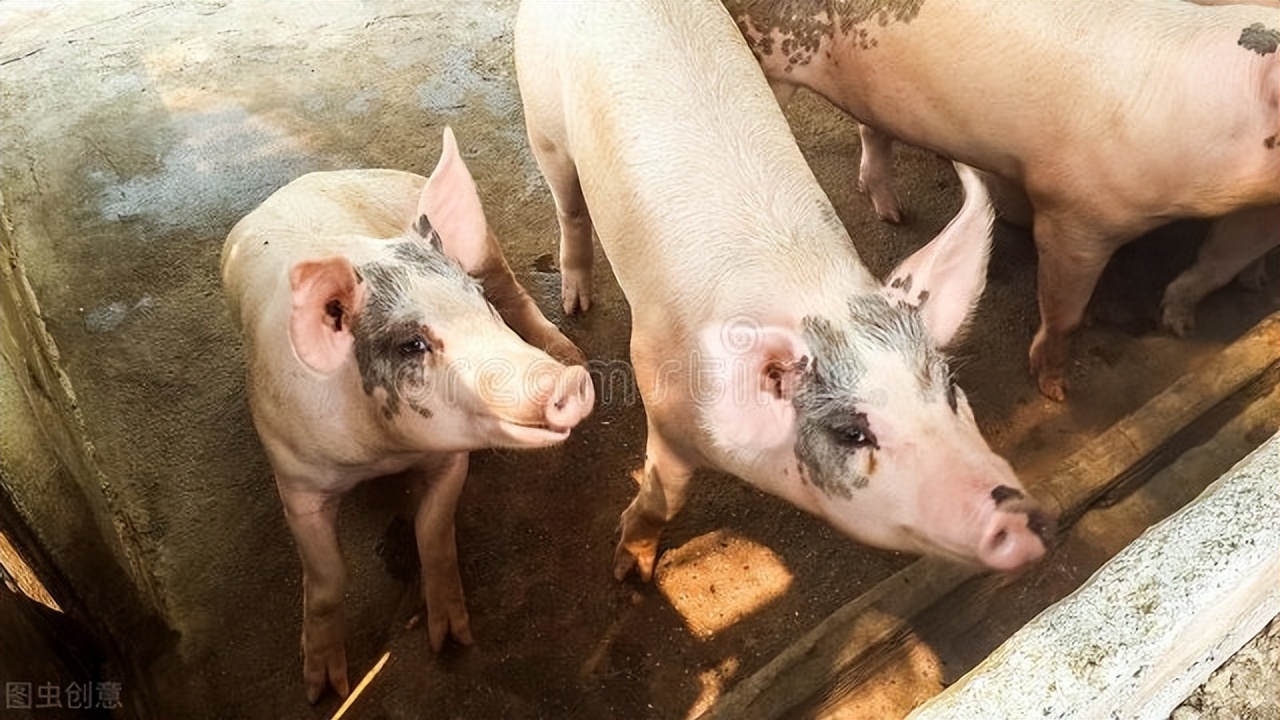 猪得伪狂犬是什么症状,猪脑炎和伪狂犬的区别