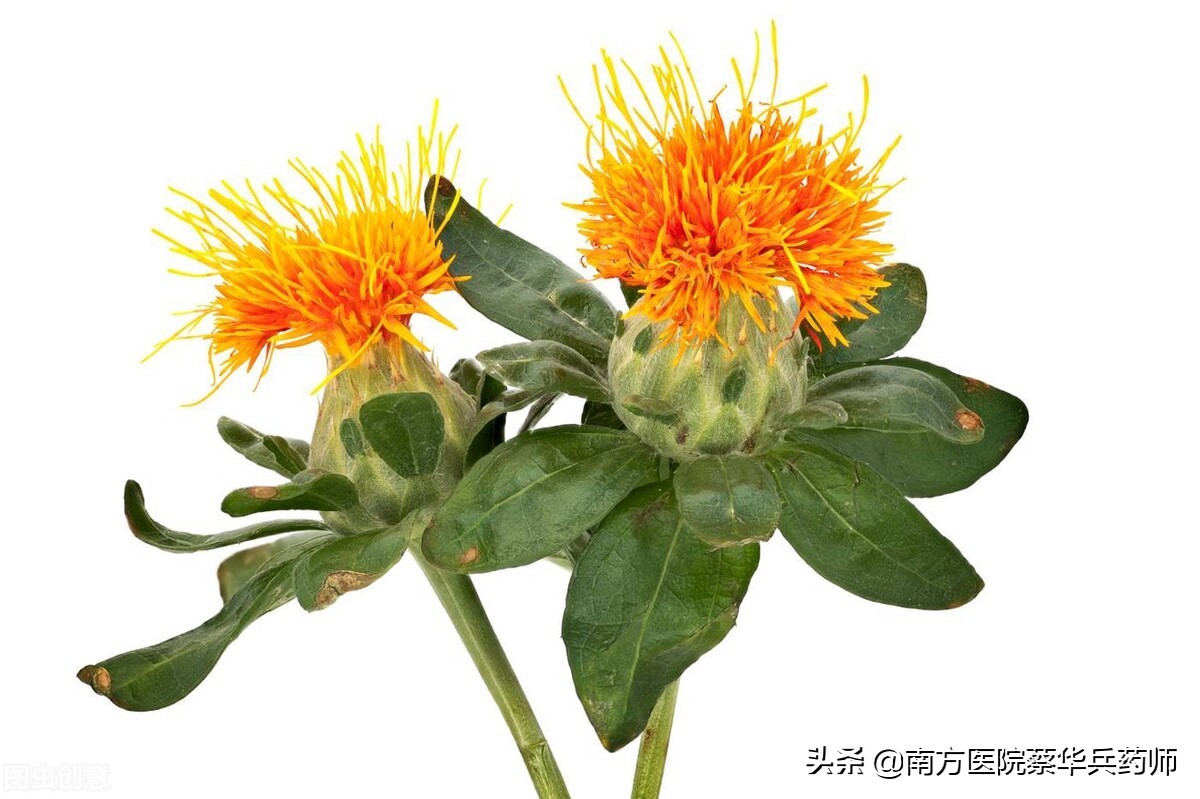 中医治心血管冠心病心绞痛,中医治疗心血管病心绞痛