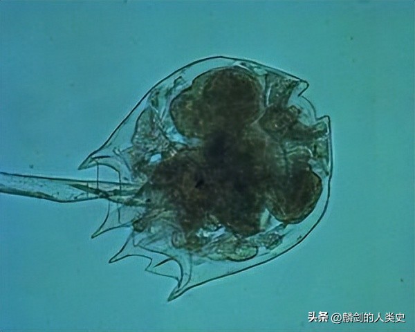 【动物界全系列】旋尾亚目—尖尾下目