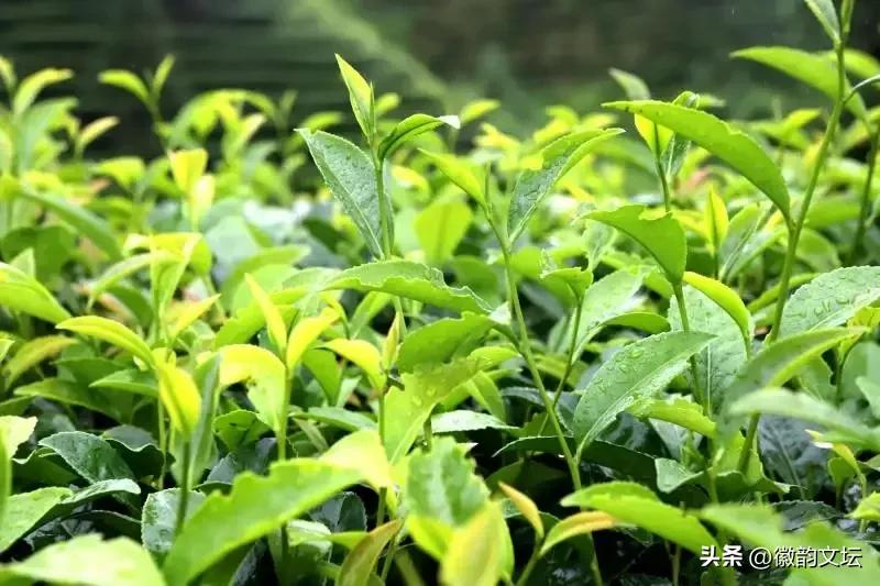 人生不过一杯茶散文,一杯清茶一种人生散文