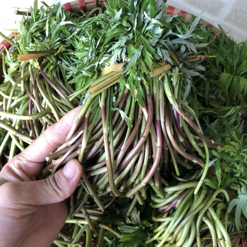 100种野菜大全图解,认识100种野菜视频大全完整版