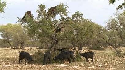 摩洛哥踢球干净吗,摩洛哥的羊为什么上树