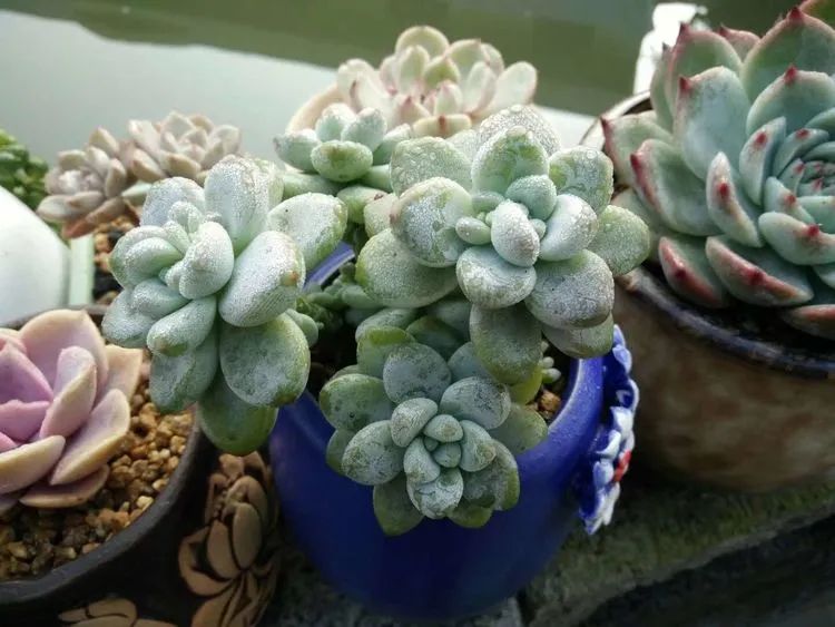 送我一轮明月文案,送我一轮明月