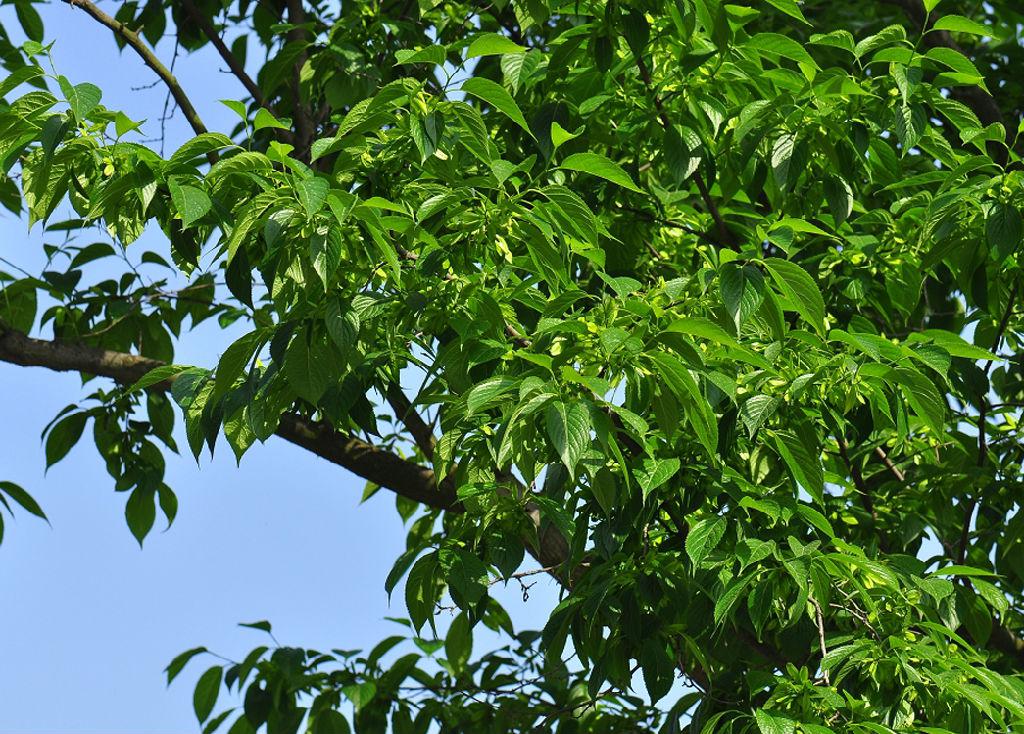 广东大叔发现商机变废为宝,将不要的叶子售卖,年销售达1000多万