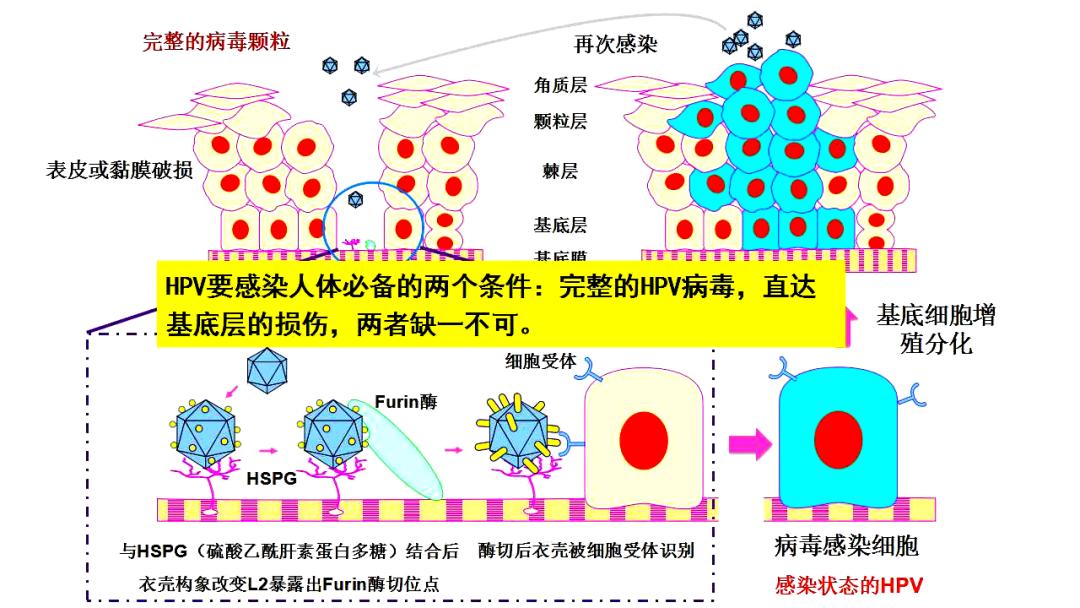派特灵生物,派特灵生物讲解