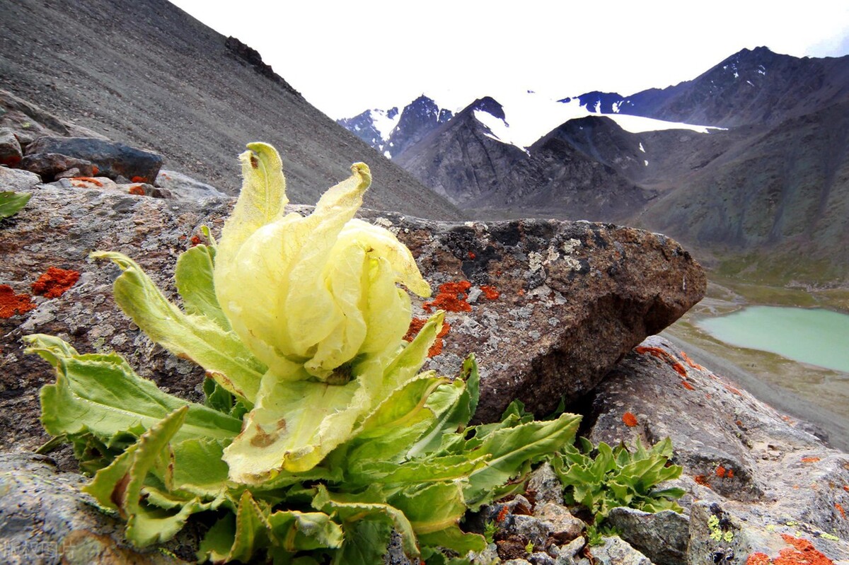 浅谈一下美丽的*疆新**都有哪些特产