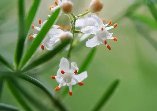 小小花朵——非洲天门冬