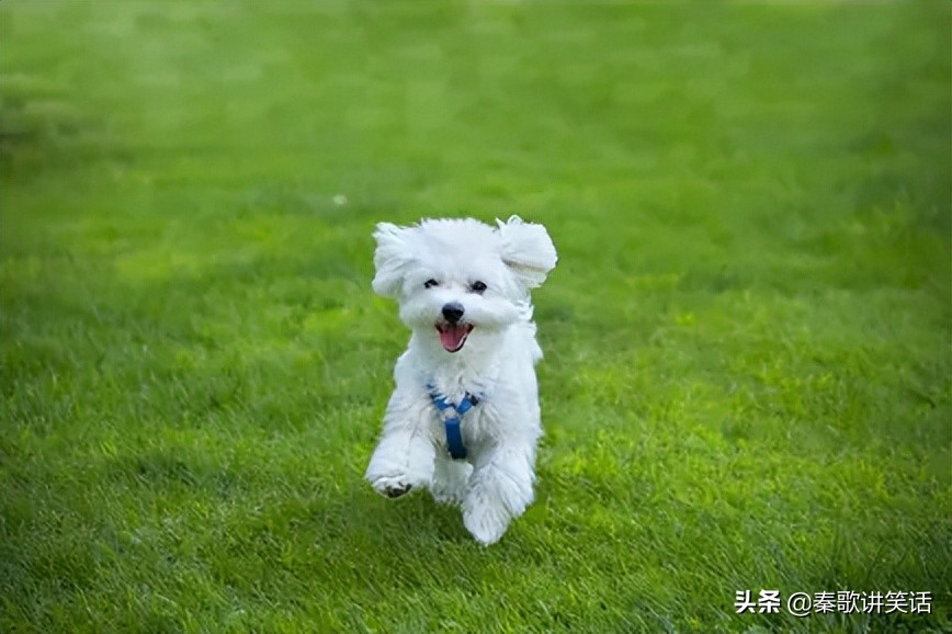 和猫咪相处的狗有哪些品种,和狗狗一起亲密相处的猫咪品种