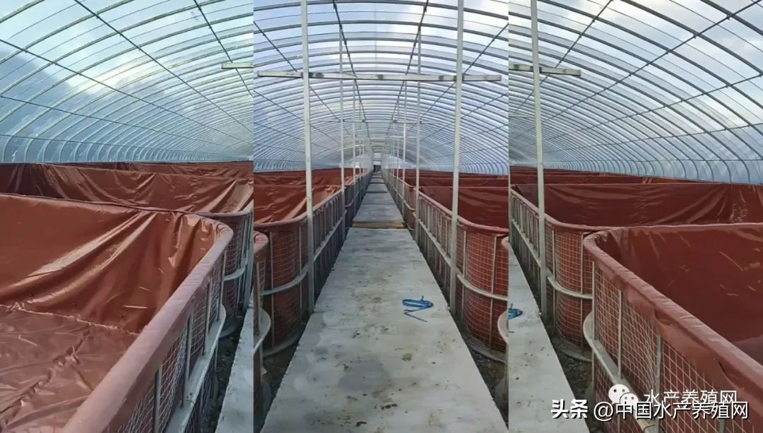 200平室内养殖致富项目,新手养殖4亩白对虾成本多少钱