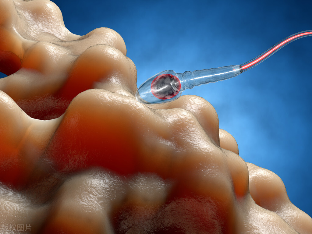 精子进入体内的24小时，都经历了什么？