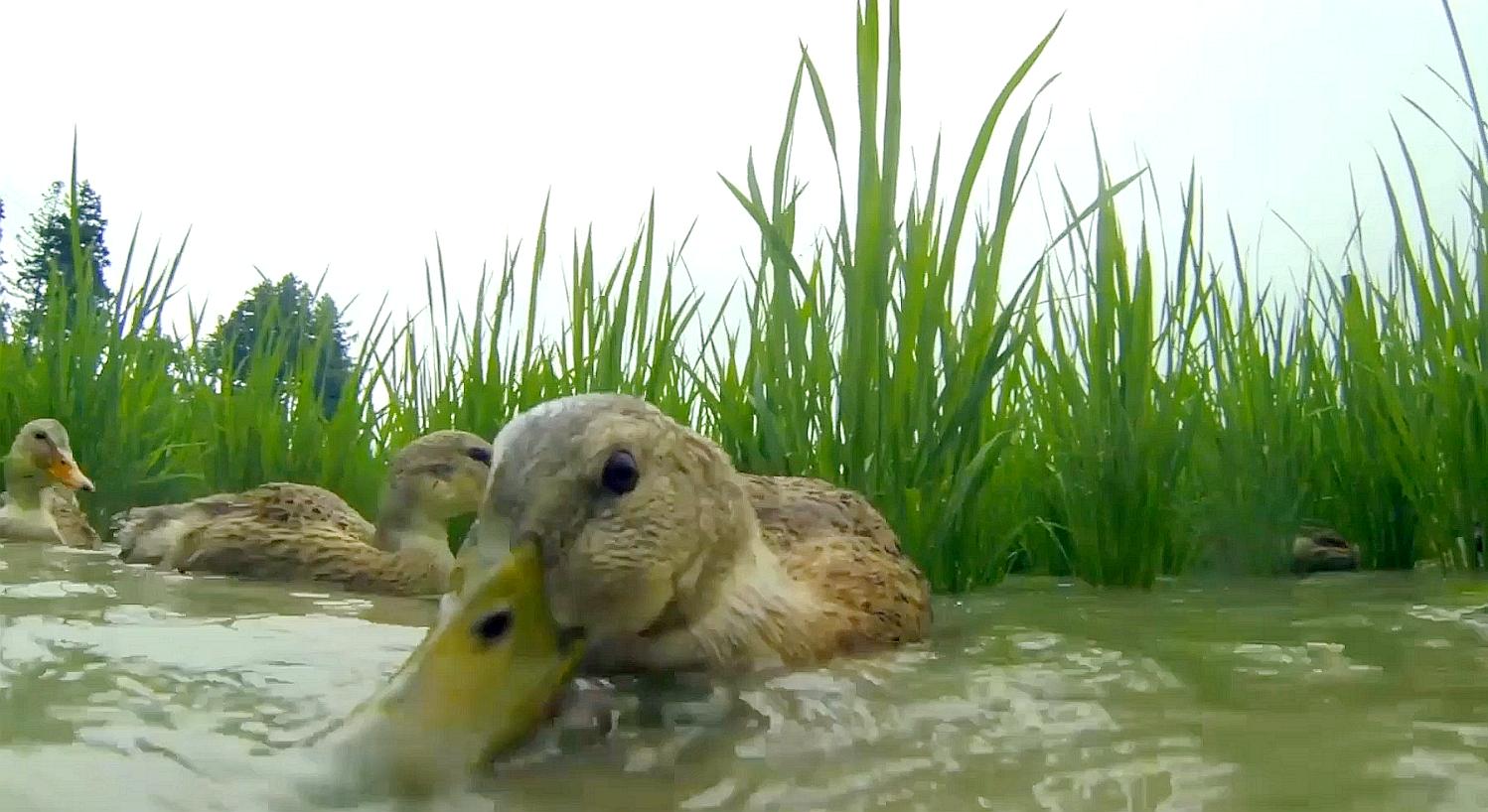 助力乡村振兴发展富硒产业,发展富硒农业驱动乡村振兴