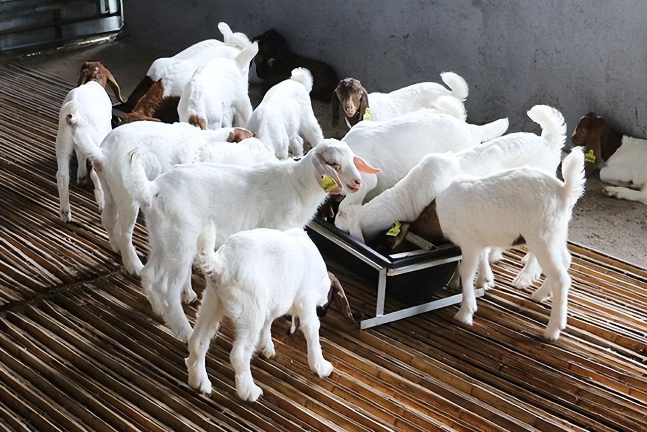 小朋友问为什么牛羊吃草会那么壮,为什么牛羊吃草还会长得这么肥