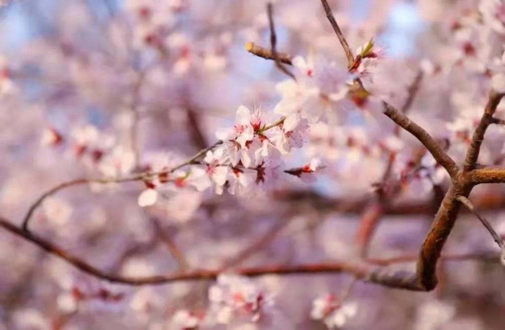 白鹿原影视城打卡攻略,西安白鹿原影视城打卡