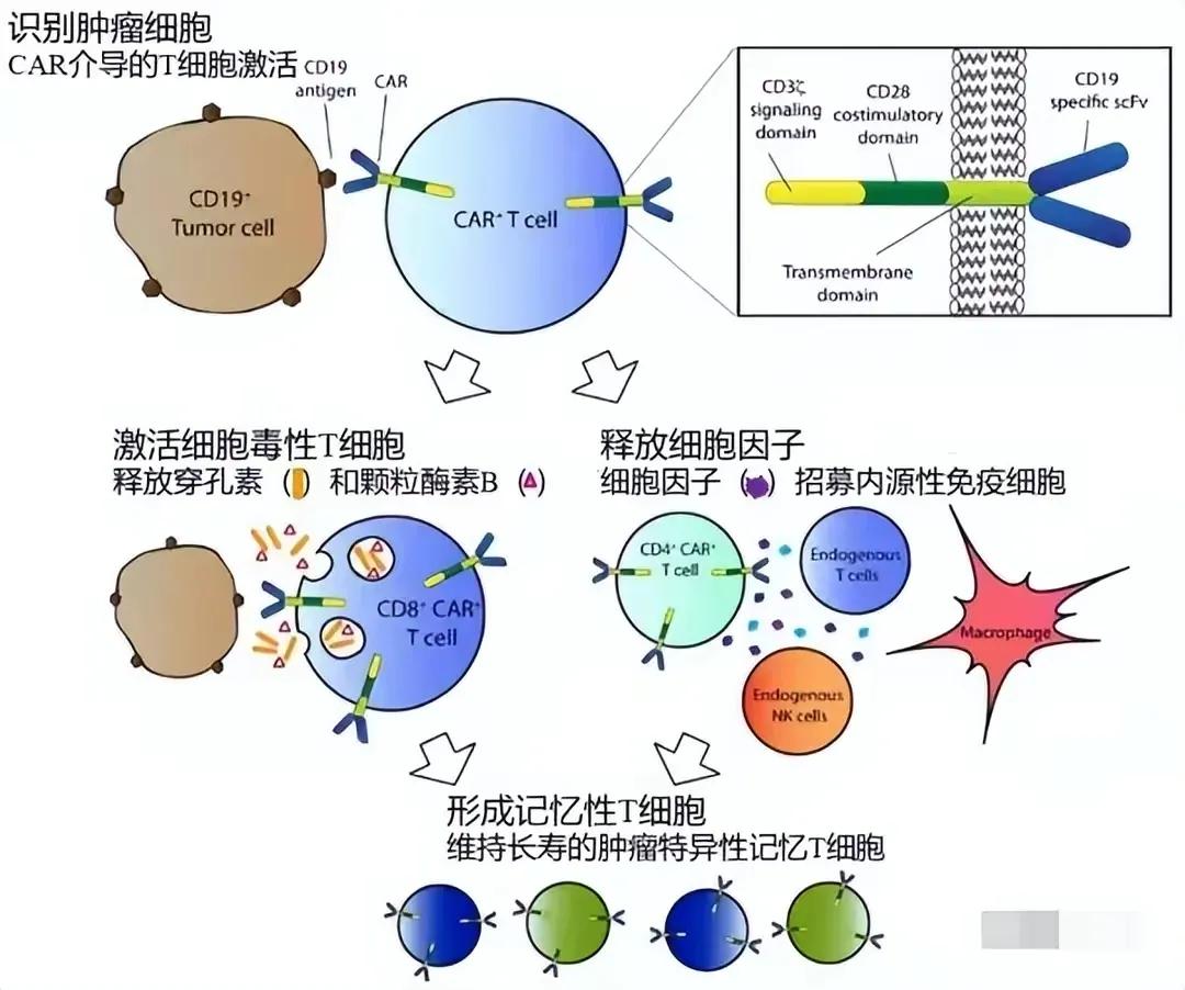 120万抗癌药真的能彻底终结癌症吗,120万一针抗癌药危险期几天