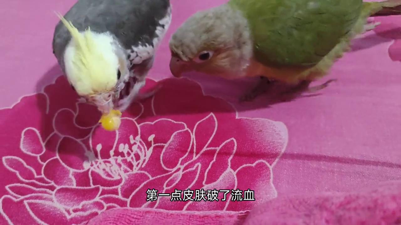 宠物鸟暴走怎么办,宠物鸟失温如何抢救