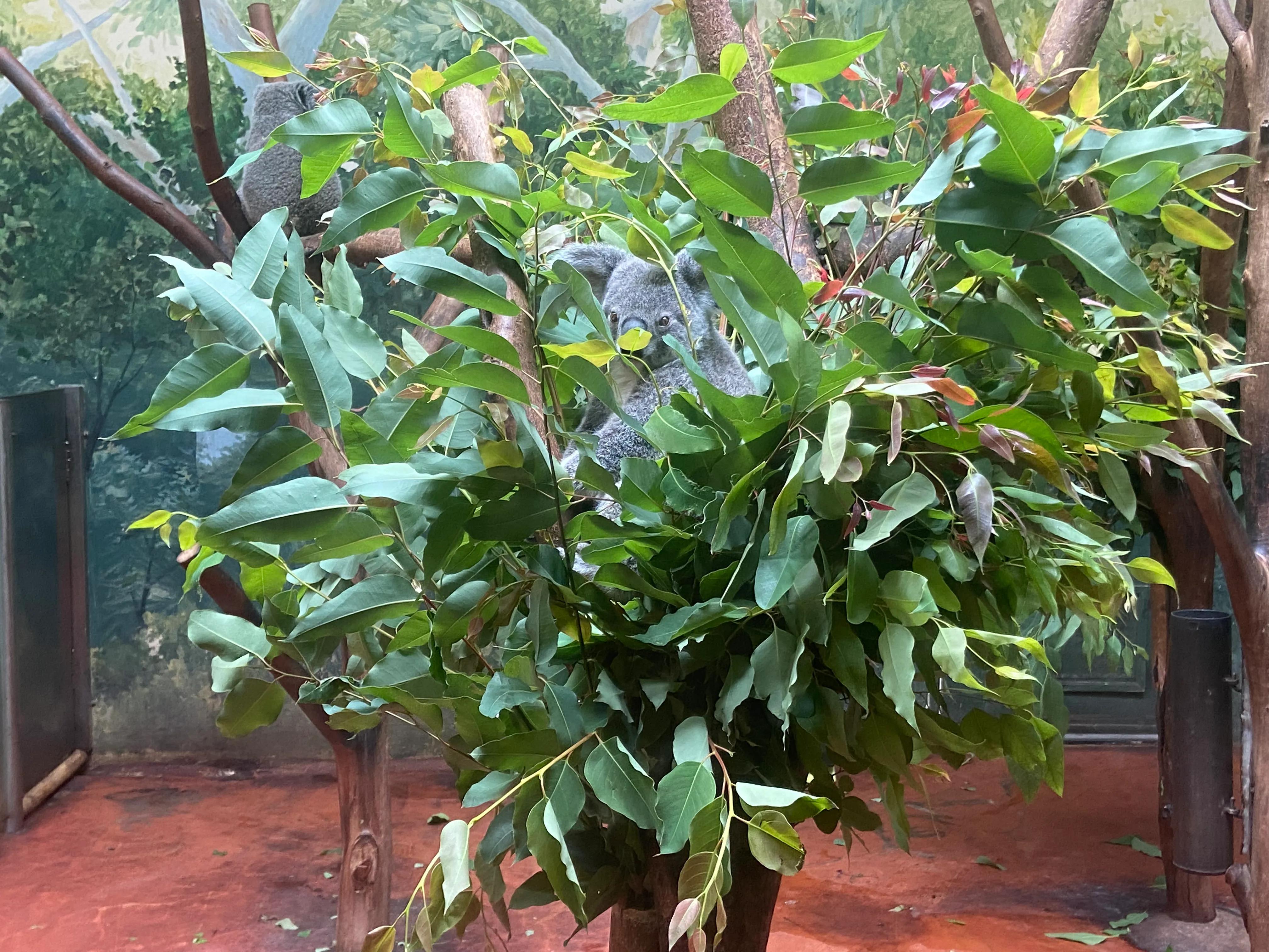 番禺长隆野生动物园旅游攻略,广州长隆野生动物园一日游攻略