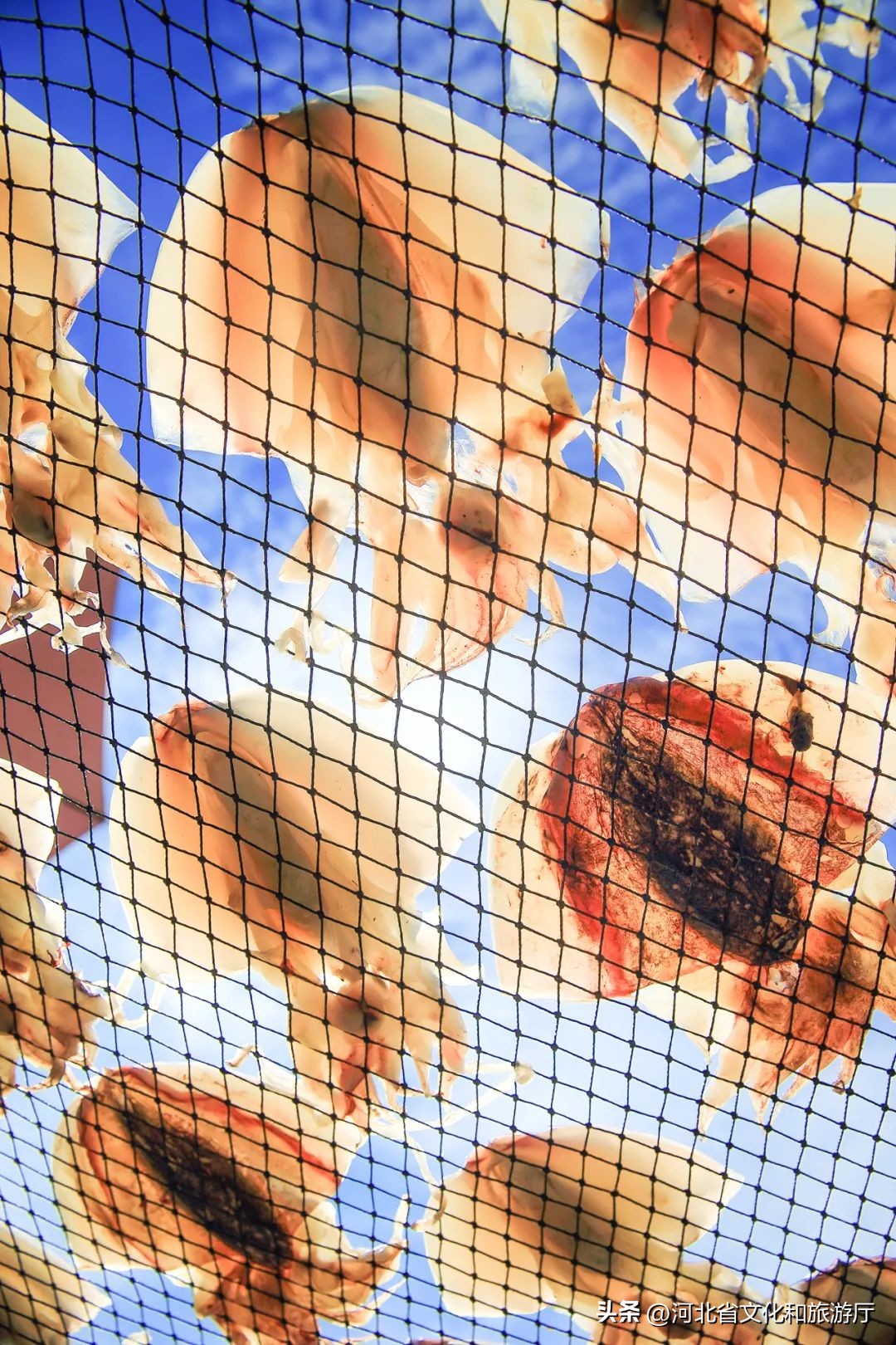 现在海鲜哪种最好吃,现在的海鲜哪个最好吃