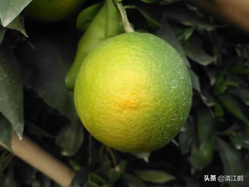 果皮光亮打什么药？多元素协同改善养分需求，才能真正净果靓果