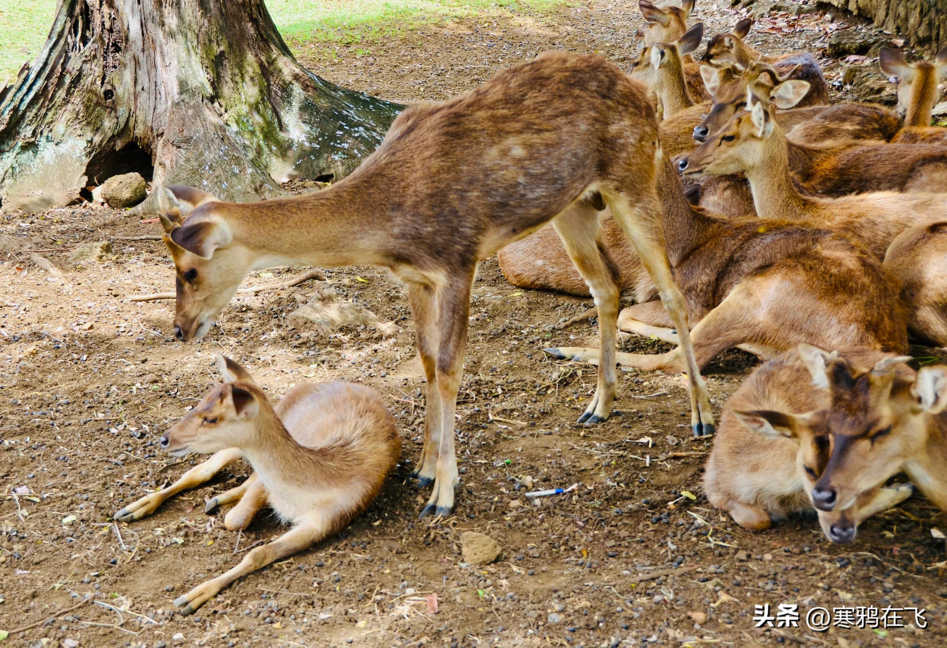 毛里求斯鹦鹉灭绝时间,毛里求斯有许多渡渡鸟吗