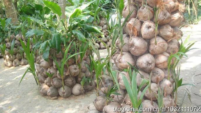 风情三亚之六：兴隆热带植物园