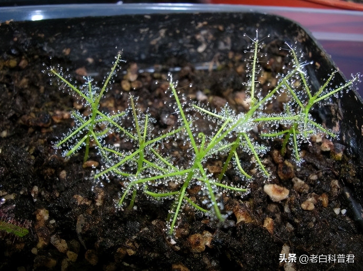 九种有趣的食肉植物,世界十大食肉植物排名