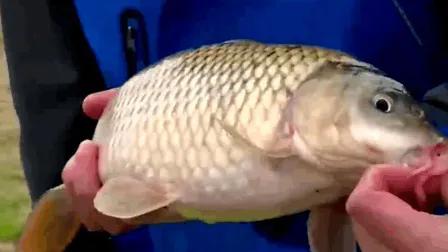 为什么都不用矶竿钓大鱼,为何很少人用矶钓竿