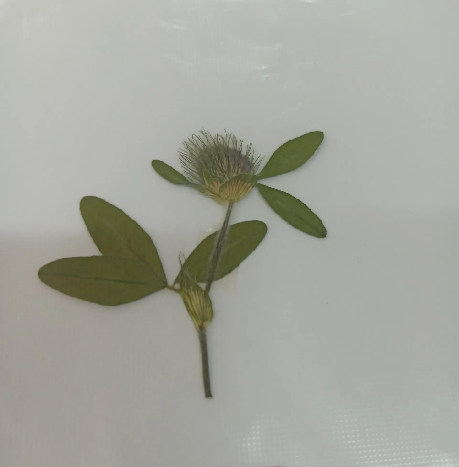 植物标本简单记录,常见却不普通的植物标本