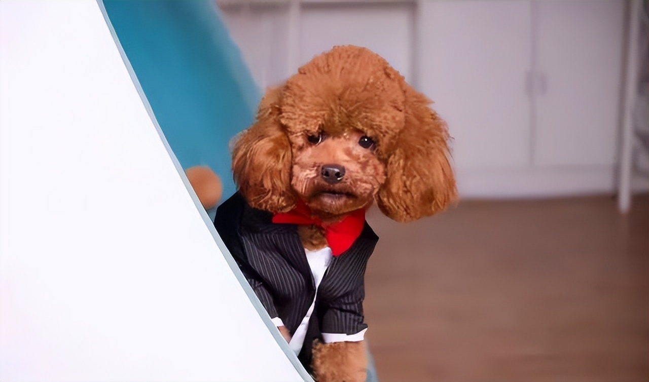 养公泰迪怎么避免尴尬,养泰迪不能打哪