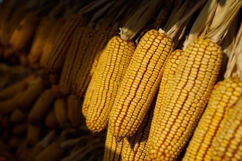 俄罗斯开放海参崴了吗,俄罗斯为何开放海参崴出口