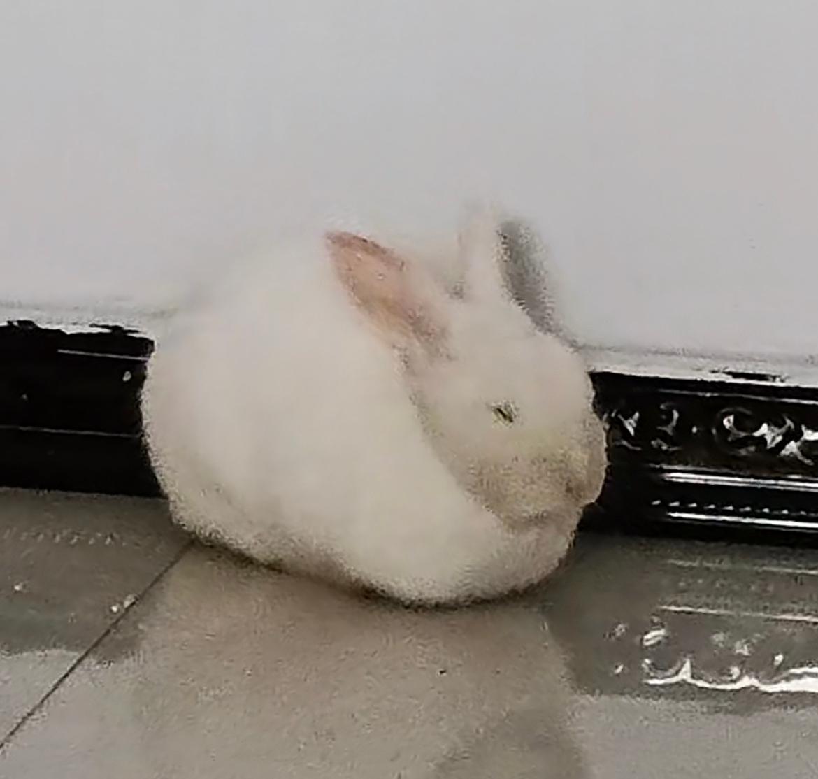 两个月大的兔兔要注意什么,怎么样的兔兔比较容易存活