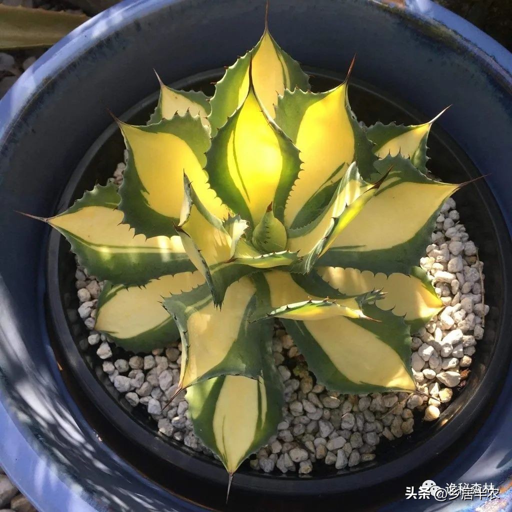 龙舌兰难养的品种,金边龙舌兰品种大全
