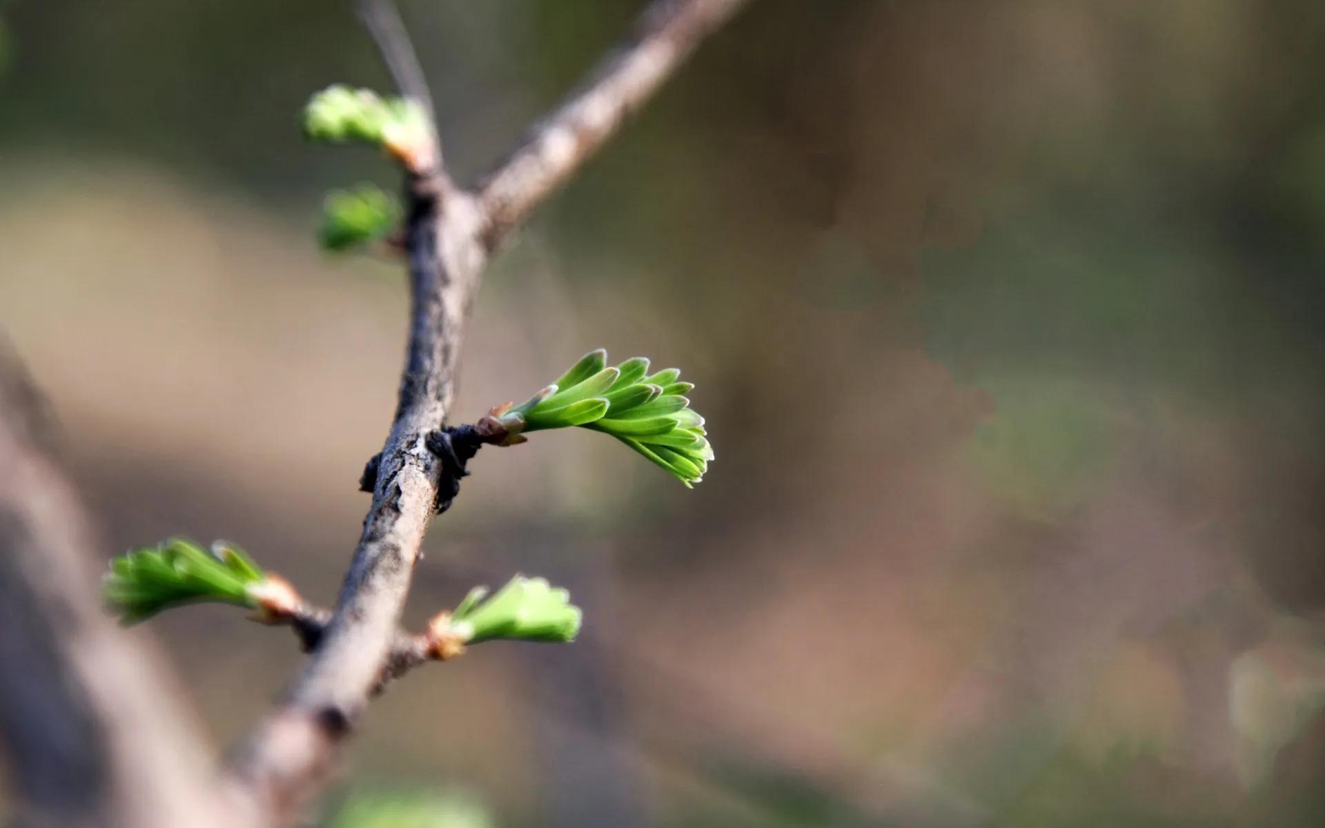 关于立春的诗词精选10首,立春的诗句20首