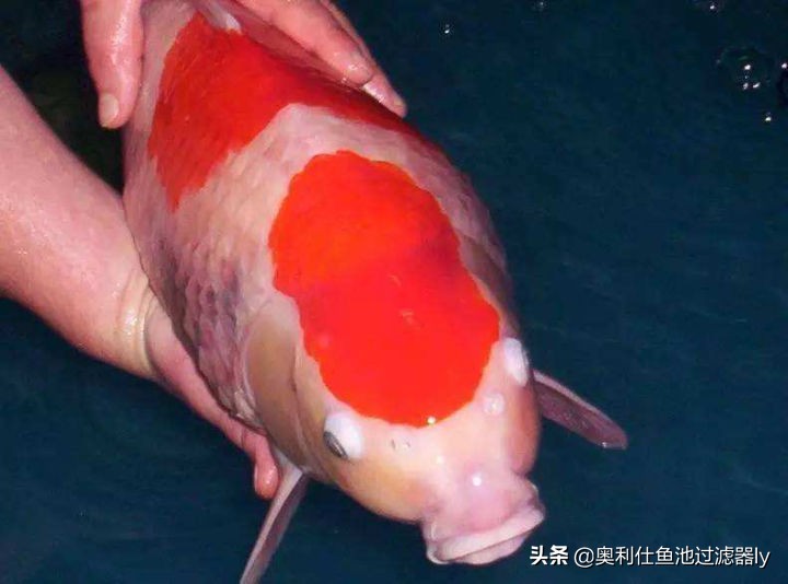 室内鱼池有腥味怎么办,鱼池水出现腥味怎么办