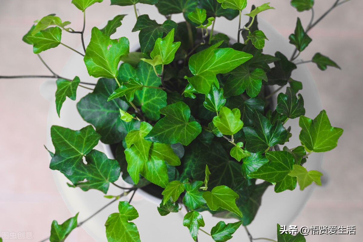 哪种绿色植物是最有效吸甲醛的,刚装修好的新房种什么植物去甲醛