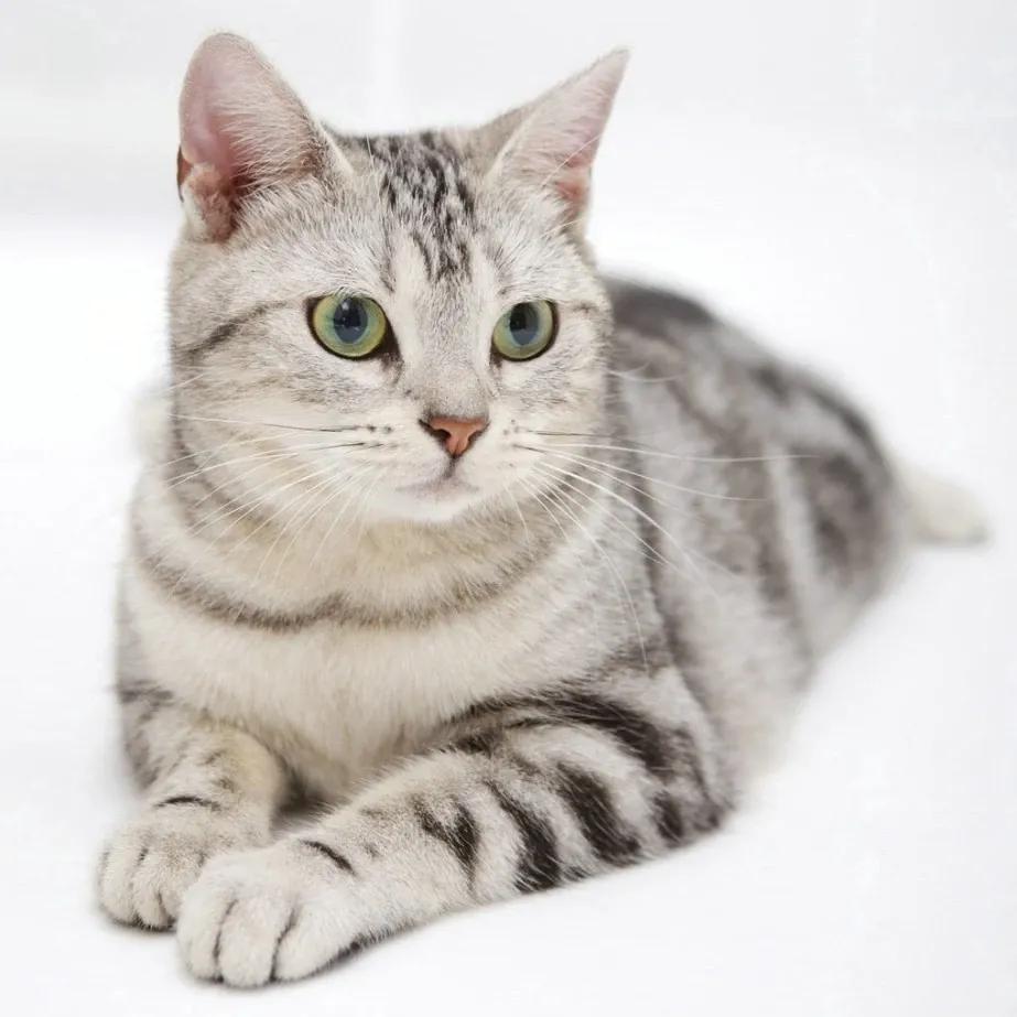 新手养猫品种推荐,seventeen养猫品种