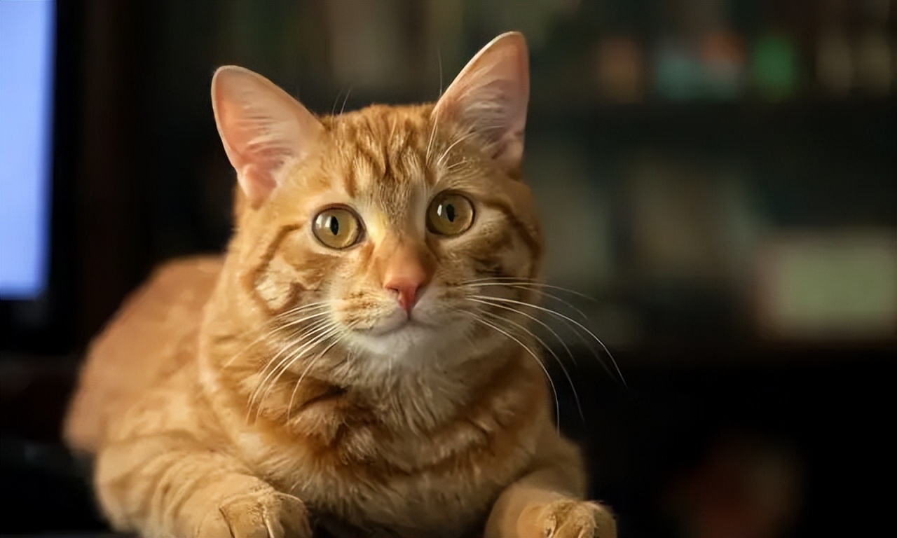 猫咪这几天老是打喷嚏是怎么了,猫咪老是打喷嚏是怎么回事