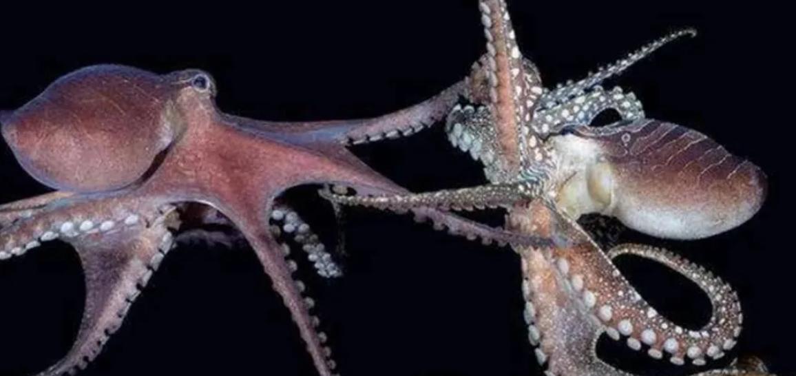 高智商章鱼：幸亏产卵后“自杀”，不然大概率会成为“海洋霸主”