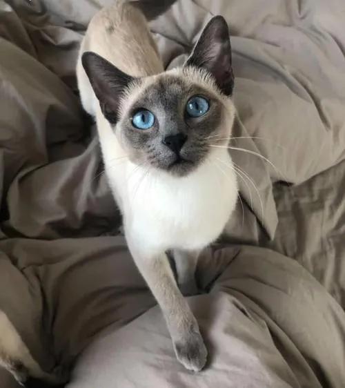 宠物猫排行榜前十名视频,中国十大宠物猫排行榜