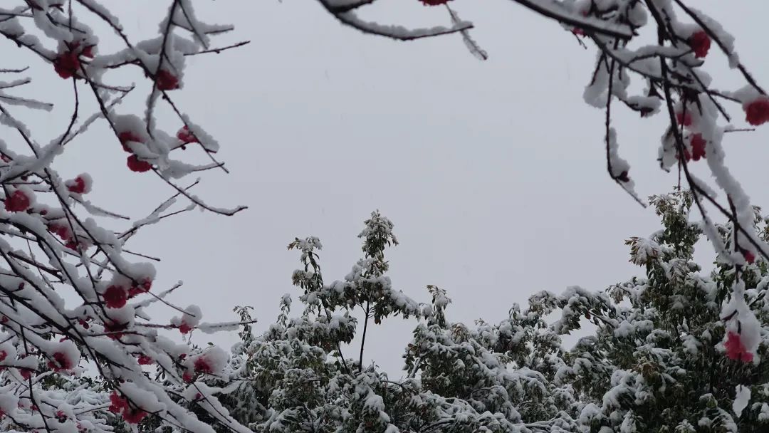 下雪绝美诗词,十首绝美下雪诗词