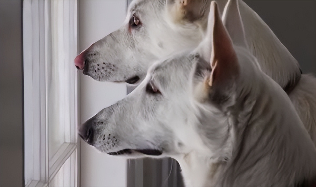 狗狗把你当“亲妈”，会有这7个行为！别不懂