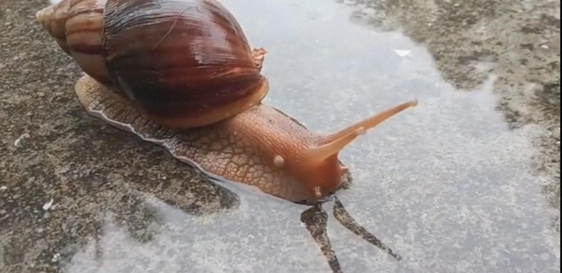 碰了非洲大蜗牛得了脑膜炎有救吗,摸蜗牛的壳会得脑膜炎吗