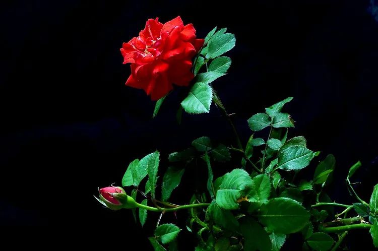 黑色背景拍出了真的好高级感,纯色背景怎么拍出来高级感