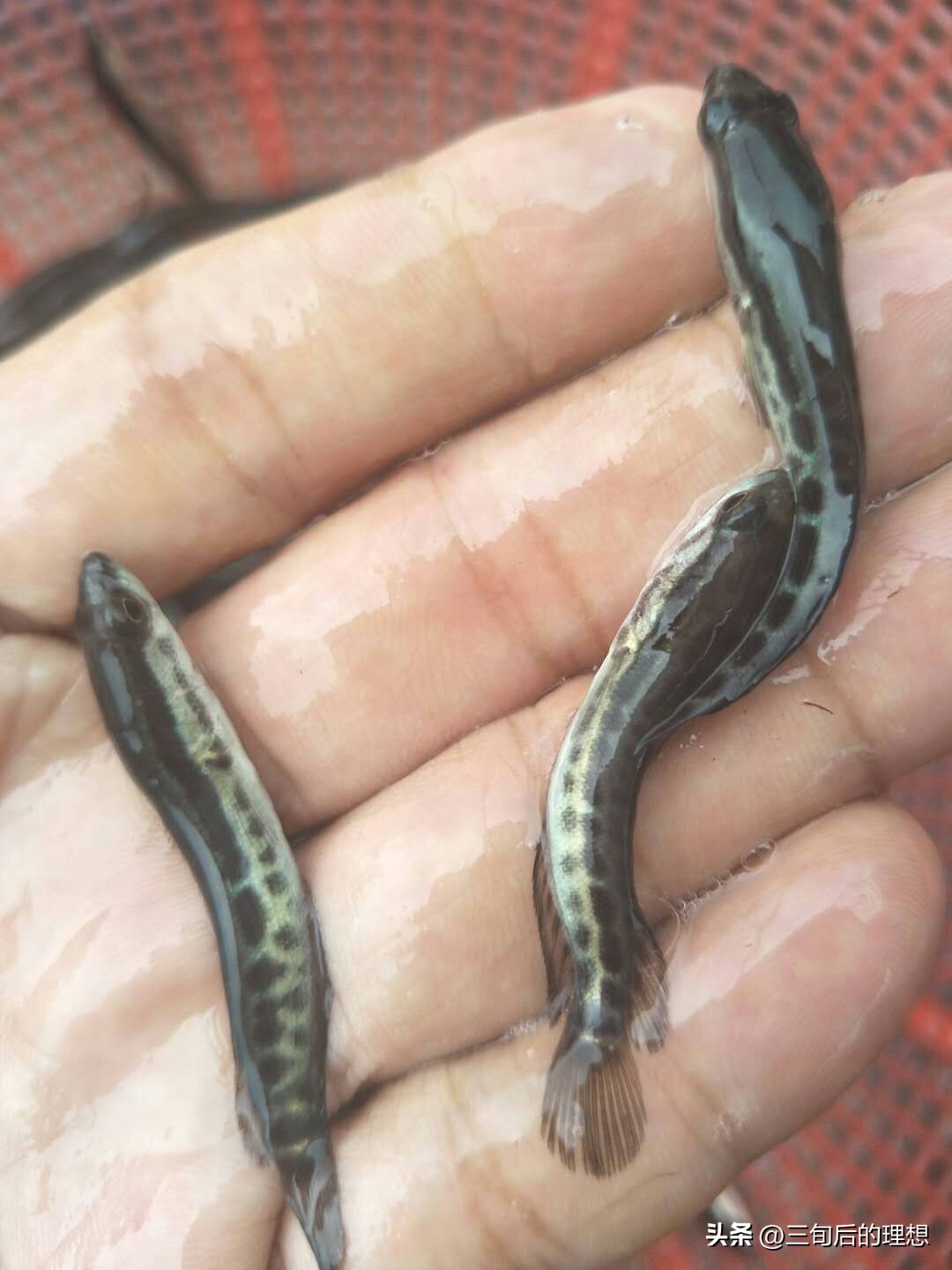 人工饲料和野生杂鱼,人工混合鱼饲料配方