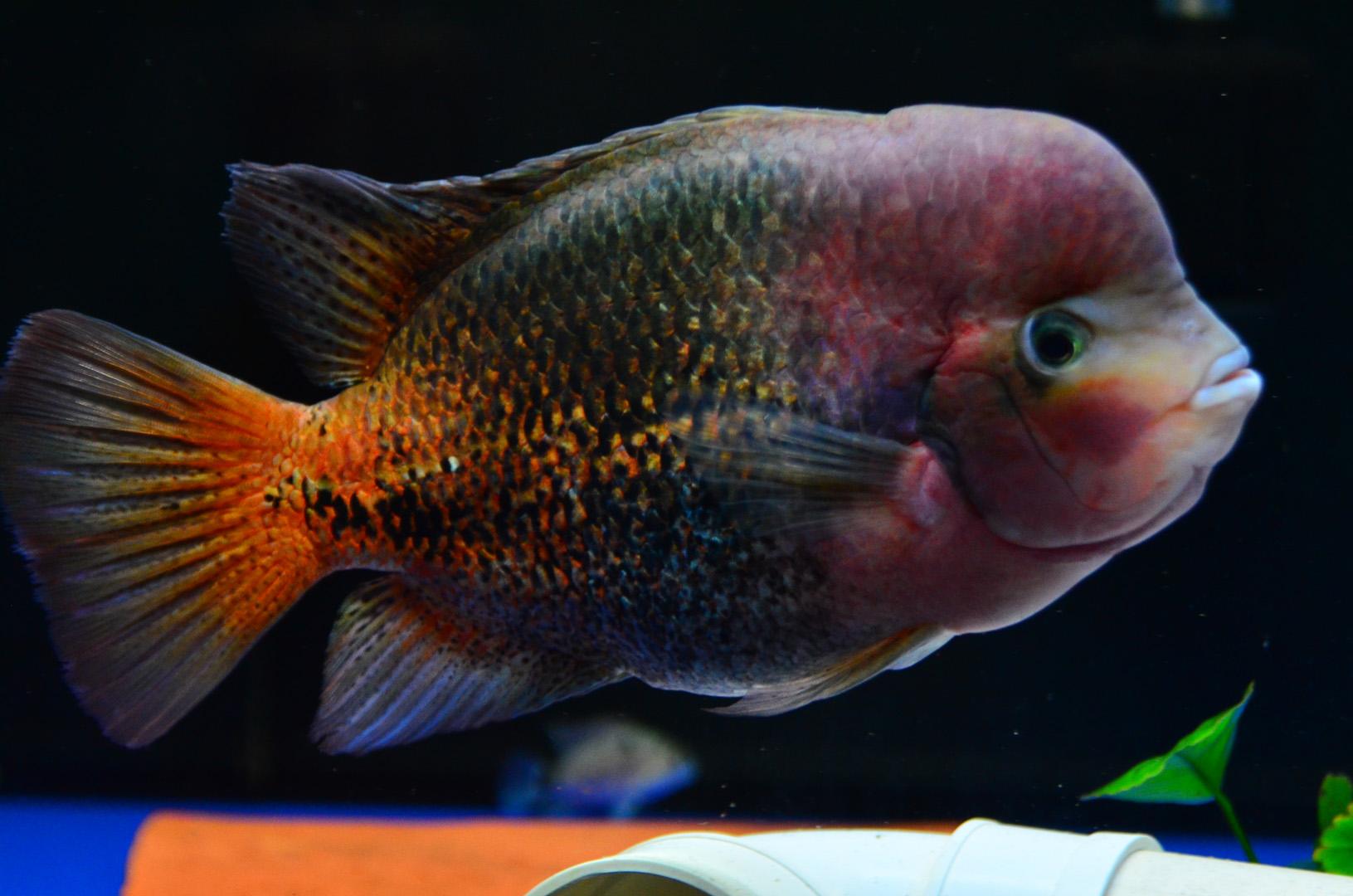 基因缺陷的人造杂交鱼，竟给台湾省赚到20亿外汇？背后真相太残忍