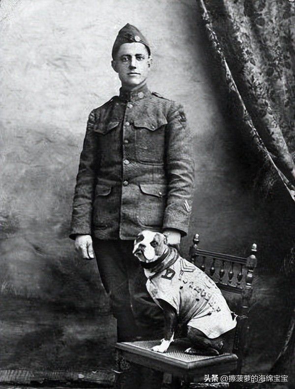 二战军犬传奇故事,一战斯塔比原型事件