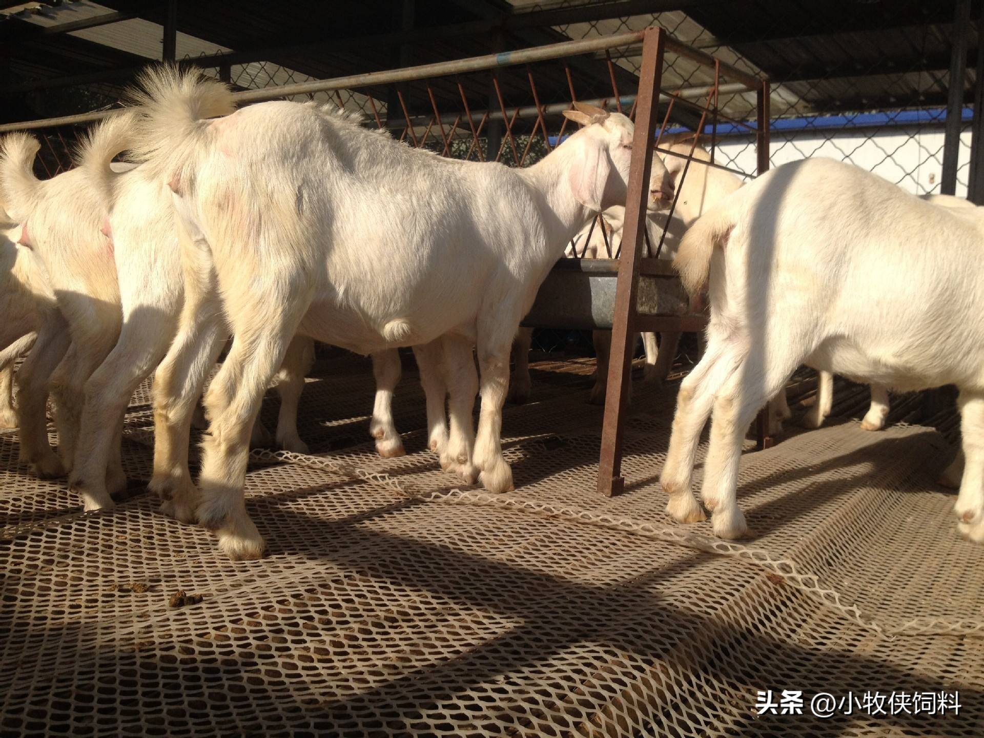 羊身上长脓包怎么根治,羊长脓包可以往脓包里打青霉素吗