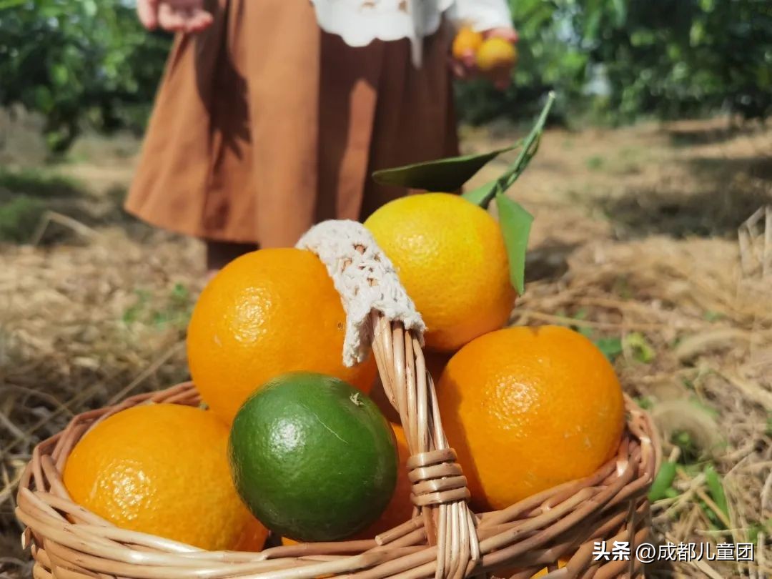 成都温江橘子采摘园推荐10月份,江苏附近橘子采摘园有哪些地方